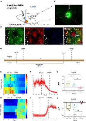 Dopamine D2-receptor neurons in nucleus accumbens regulate sevoflurane anesthesia in mice